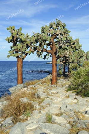 Baum Opuntie ( Opuntia echios),  Insel Santa Fe, Galapagos, Unesco Welterbe,  Ecuador, Suedamerika