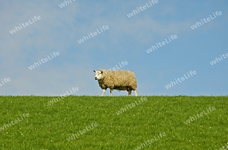 Schaf auf der Deichkrone