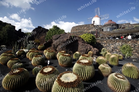 The Cactus Garden in the village of Guatiza on the Island of Lanzarote on the Canary Islands of Spain in the Atlantic Ocean. on the Island of Lanzarote on the Canary Islands of Spain in the Atlantic Ocean.
