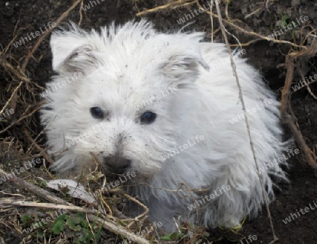 Westie - West Highland Terrier