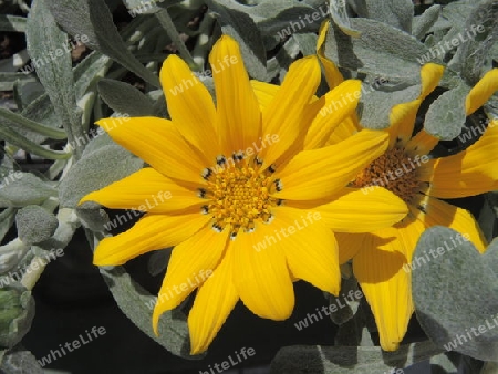 Nahaufnahme von leuchtend gelber Mittagsgold-Bl?te - Closeup of yellow treasure flower blossom