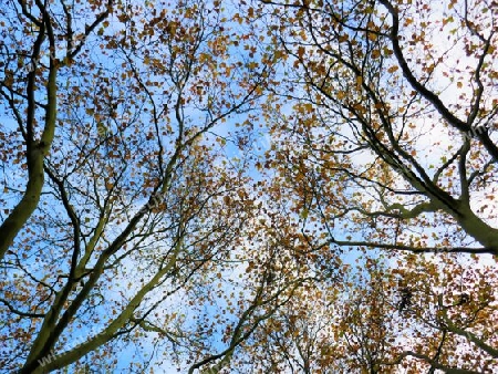 Herbst, Bäume verlieren Blätter