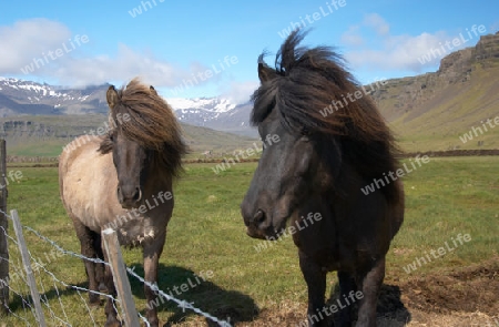 Islandpferde auf der Weide
