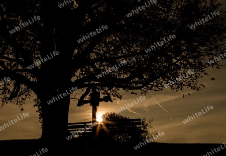 Baum Sonnenuntergang Silhouette