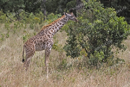 Massai-Giraffe (Giraffa camelopardalis tippelskirchi), ca. 2 Wochen altes Jungtier beim fressen , Masai Mara, Kenia, Afrika