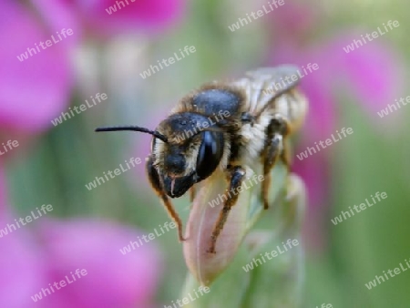 Biene auf Wickenknospe P6150012-2