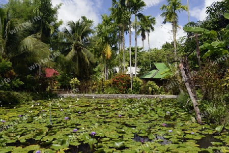 Ein Hotel Garten mit Lotusblumen im Dorf Mae Hong Son im norden von Thailand in Suedostasien.