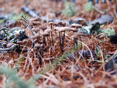 kleine Pilze am Waldboden