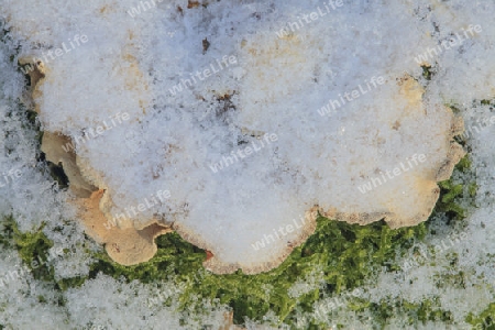 Herber Zwergknaeueling Panellus stypticus(Ritterlingsartige) im Winter, mit schnee bedeckt