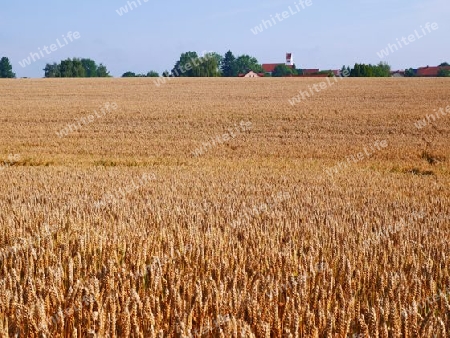 Weizenfeld im Sommer