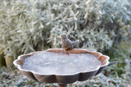 Vogeltraenke im Winter