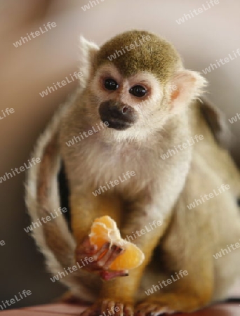Suedamerika, Karibik, Venezuela, Isla Margarita, Halbinsel, Macanao, Ein Affe als Haustier gehalten auf der Halbinsel Macanao auf der Isla Margarita in der Karibik