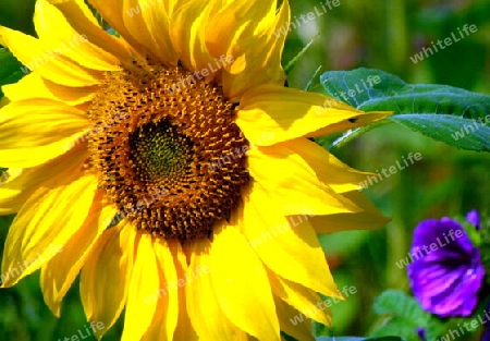 Einzelne Sonnenblume mit unscharfer lila Ackerwinde  1