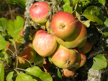 Detail eines Apfelbaumes