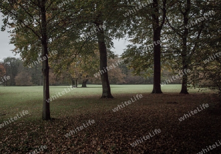 4 Linden im Herbst (Bremer B?rgerpark)