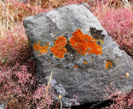 Hellgrauer Felsblock mit orangefarbenen flechten