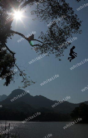 Knaben springen von einem Baum ins Wasser des Mekong River bei Luang Prabang in Zentrallaos von Laos in Suedostasien. 