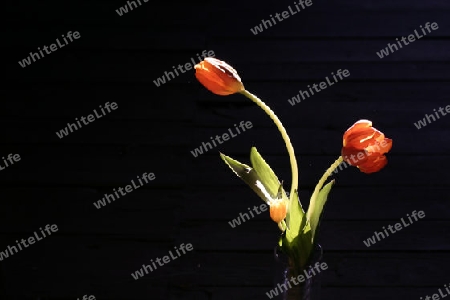 Tulpe (Tulipa gesneriana, Liliaceae)