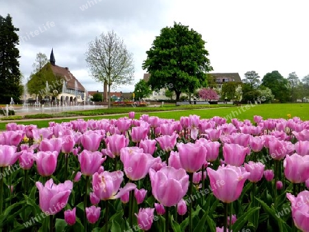 Tulpen violett Freudenstadt