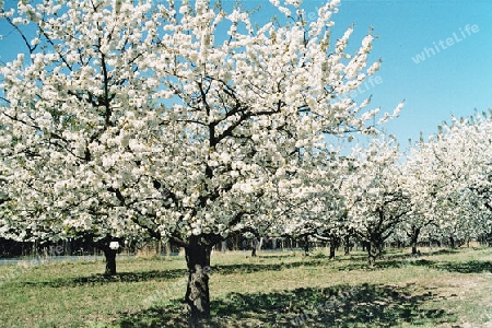 Kirschblüten in Werder