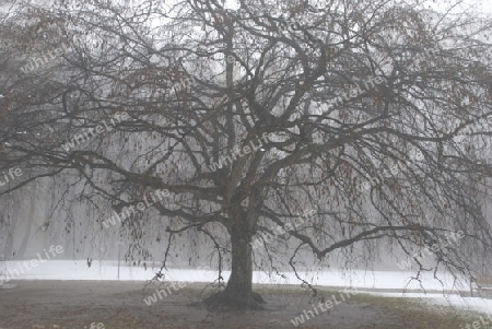 Parkbaum im Nebel