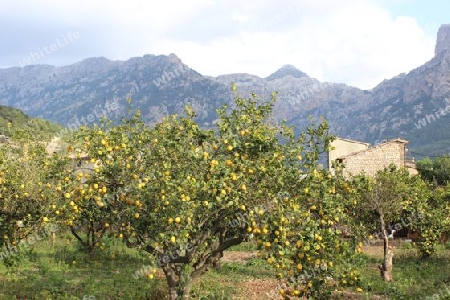 Zitronenbäume in Soller, Mallorca