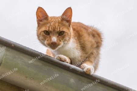 Die Katze auf dem Dach