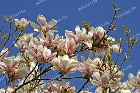 Magnolia, Magnolie