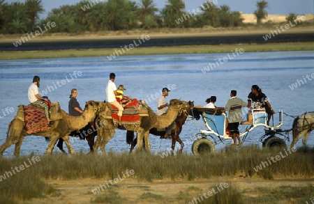 Afrika, Tunesien. Jerba
Eine Kamel Tour bei der Lagune beim Strand auf der Insel Jerba im sueden von Tunesien. (URS FLUEELER)






