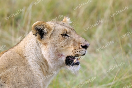 L?we (Panthera leo), L?win, Weibchen mit blutverschmierter Schnauze nach dem Fressen, , Portrait, Masai Mara National Reserve, Kenia, Ostafrika, Afrika