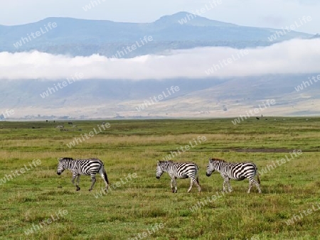Tansania - Zebras im Ngorongora Krater