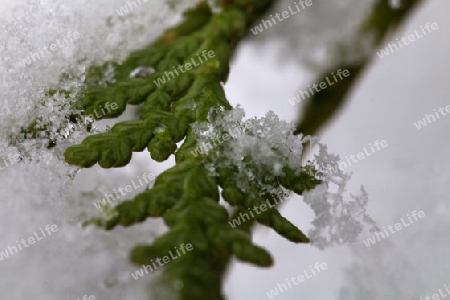 Koniferenzweig mit Schneekristallen - Conifers branch with snow crystals