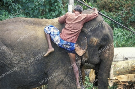 Asien, Indischer Ozean, Sri Lanka,
Ein Elefant hilft beim beladen einse Holz Transportes in der naehe von Nuwara Eliya in Zentralen Gebierge von Sri Lanka. (URS FLUEELER)






