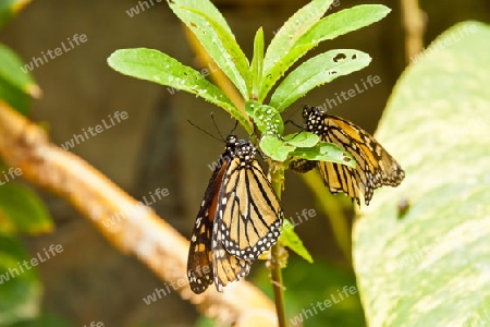 Monarchfalter - Danaus plexippus