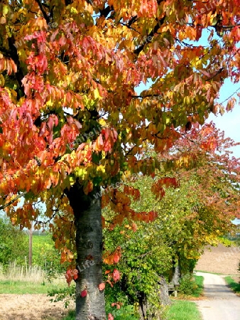 Baum mit rotem Herbstlaub auf gr?ner Wiese