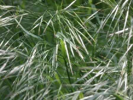 Gras glitzert im Sonnenschein P5051144