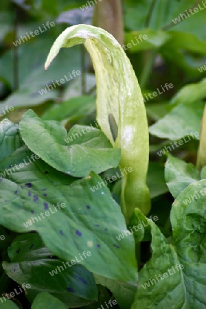 Aaronstab - Arum maculatum
