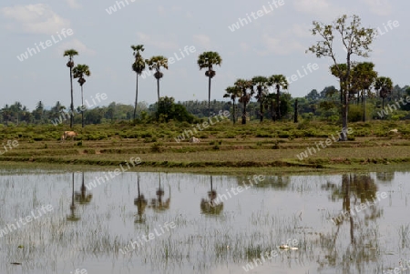 The Landscape with a ricefield near the City of Siem Riep in the west of Cambodia.