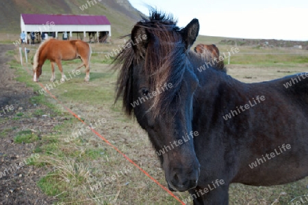 Der Nordwesten Islands, Islandpferde auf dem Hof Bjarnah?fn im Norden der Halbinsel Sn?fellsnes