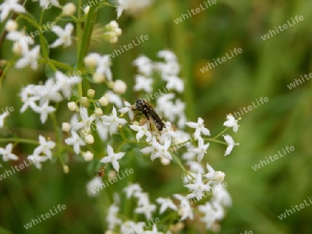 Insekt auf kleinen weissen Bl?ten P6010623