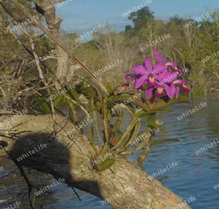 Catleya-Orchidee