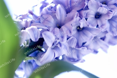 hyazinthe,lila