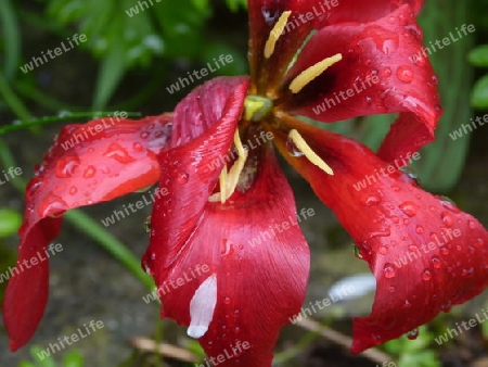 Rote Tulpe mit Regentropfen 2