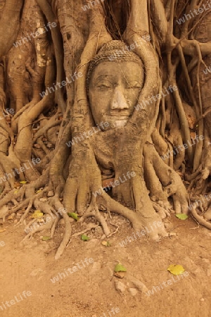 Ein in einem Baum eingeflechteter Steinkopf im Wat Phra Mahathat Tempel in der Tempelstadt Ayutthaya noerdlich von Bangkok in Thailand. (KEYSTONE/Urs Flueeler)
