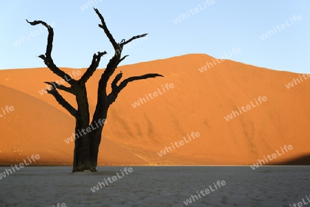 Kameldornb?ume (Acacia erioloba), auch Kameldorn oder Kameldornakazie als Silhouette im letzten Abendlicht auf die D?nen,  Namib Naukluft Nationalpark, Deadvlei, Dead Vlei, Sossusvlei, Namibia, Afrika