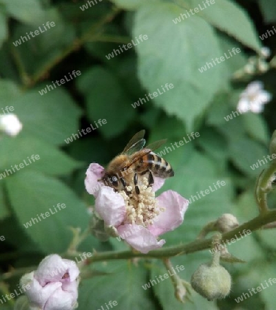 Honigbiene auf Brombeerblüte II