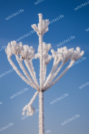 A frozen plant stem in winter