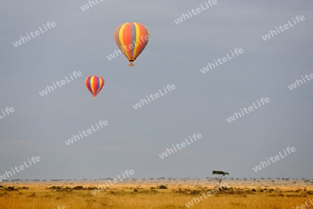 Heissluftballon am fruehen Morgen ueber der Masai Mara, Kenia, Afrika