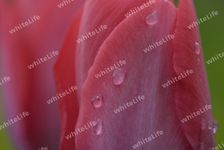 Ausschnitt einer Tulpe mit Wassertropfen