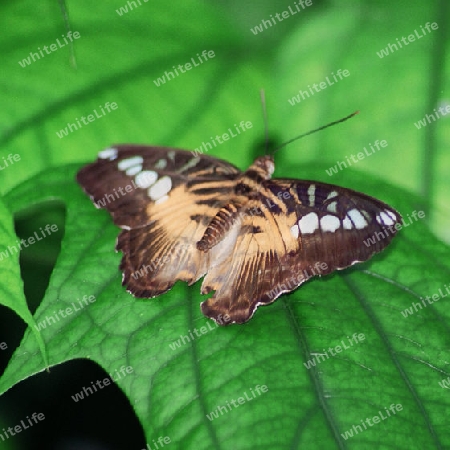 chstnut butterfly